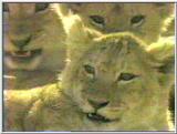 Lion Cubs on Serengeti