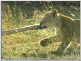 Lion Cub in the Serengeti