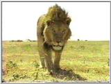 A Lone Male Lion - Serengeti