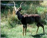 Antelope - Please identify the species