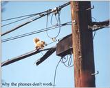 Why the Phones Don't Work - Squirrel 78k jpg