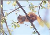 Fox Squirrel 88k jpg