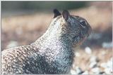 Calif Ground Squirrel 62k jpg