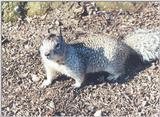 Calif Ground Squirrel 116k jpg