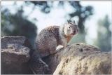 Calif Ground Squirrel 96k