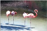 Glad to share - Flamingos - as01p037.jpg