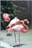 Glad to share - Flamingos - as01p038.jpg