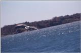A flock of seagulls - as01p046.jpg