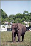 That most controversial of animals, the elephant! :-) - as01p073.jpg