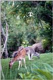 For all my deer friends. :-) (Yaliht, Pont, Rich, Richardson, Ralf, etc.) - as01p081.jpg