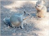 California Ground Squirrel aug14