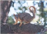 Fox Squirrel aug19