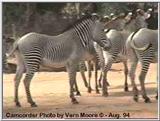 Grevy's Zebra at Samburu, Kenya