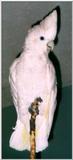 Ducorp's Cockatoo (cacatua ducorpsii)