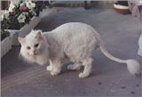 shaved cat: funny