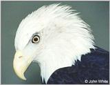 Bald Eagle #1