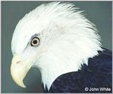 Bald Eagle #2