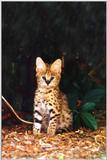 baby serval - bbyserv1.jpg (1/1)