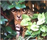 baby serval - bbyserv2.jpg (1/1)