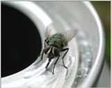 Beer drinking fly
