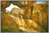 Big cats: Painting 1 of 4
