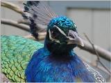 another peacock 101k - blue peafowl (Pavo cristatus)
