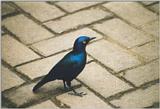 Bird2 -- Glossy Starling