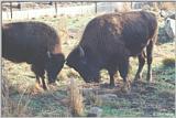 American Bison - knocking heads
