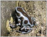 Re: blue frog tadpoles