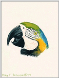 Re: REQUEST:Pix of Macaws....... blue-and-gold macaw (Ara ararauna)