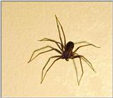 Brown Recluse Spider - Paducah, KY