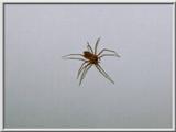 Brown Recluse Spider - Paducah, KY - brrec03.jpg