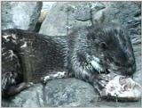 Otters by request - OTTER2.jpg [01/01]