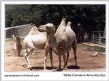 white camels in Kazakhstan