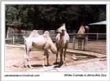 white camels in Kazakhstan