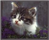 Cute Kitties For the Group ( Dedicated to Uni & Yaliht ) - c kat01.jpg(1/1) 59493 bytes