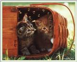 Cute Kitties For the Group ( Dedicated to Uni & Yaliht ) - c kat02.jpg(1/1) 74895 bytes