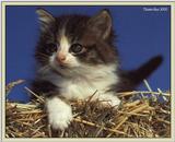 Cute Kitties For the Group ( Dedicated to Uni & Yaliht ) - c kat04.jpg(1/1) 68980 bytes