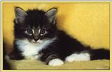 Cute Kitties For the Group ( Dedicated to Uni & Yaliht ) - c kat06.jpg(1/1) 73242 bytes