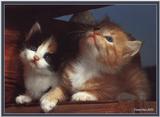 Cute Kitties For the Group ( Dedicated to Uni & Yaliht ) - c kat07.jpg(1/1) 64539 bytes