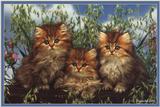 Cute Kitties For the Group ( Dedicated to Uni & Yaliht ) - c kat08.jpg(1/1) 94514 bytes