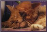Cute Kitties For the Group ( Dedicated to Uni & Yaliht ) - c kat09.jpg(1/1) 64631 bytes