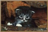 Cute Kitties For the Group ( Dedicated to Uni & Yaliht ) - c kat19.jpg(1/1) 93929 bytes