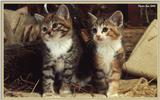 Cute Kitties For the Group ( Dedicated to Uni & Yaliht ) - c kat20.jpg(1/1) 84650 bytes