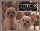 S'more Kitties ( See 003index ) 14 files Total - c kat21.jpg(1/1) 92290 bytes