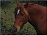 Horse photo - Fotorustic