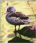 Duck: Cape Teal
