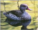 Waterfowl: Cape Teal