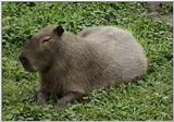 Capybara (Detroit Zoo)  -  capybara.jpg [1/2]