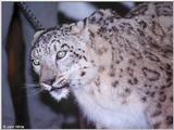 Snow Leopard #1
